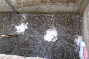 Nghiên cứu nuôi cấy bùn vi sinh vật trong xử lý nước thải