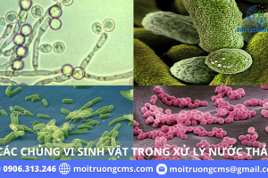 NHỮNG ĐIỀU CẦN BIẾT VỀ VI SINH VẬT TRONG QUÁ TRÌNH XỬ LÝ NƯỚC THẢI